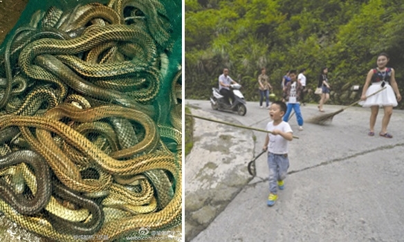 Wanita ini lepaskan 900 ekor ular, warga ngamuk