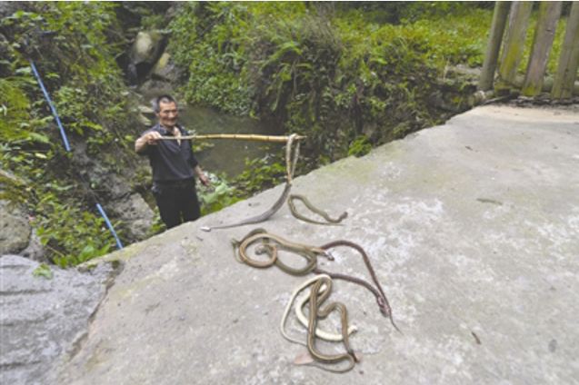 lepas 900 ular © 2016 brilio.net lepas 900 ular © 2016 brilio.net