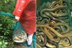 Wanita ini lepaskan 900 ekor ular, warga ngamuk
