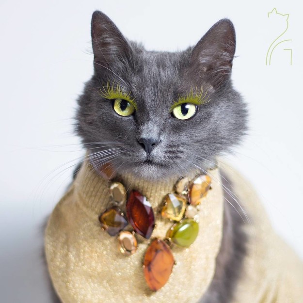 Pitzush © 2016 brilio.net Pitzush © 2016 brilio.net