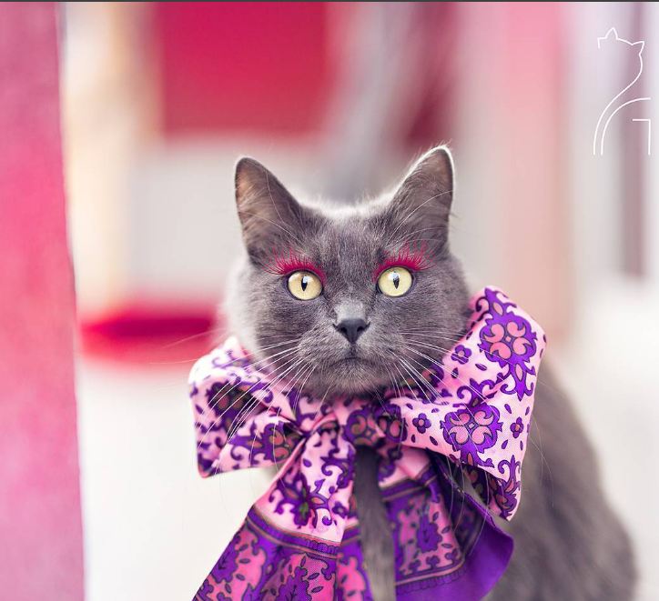 Pitzush © 2016 brilio.net Pitzush © 2016 brilio.net