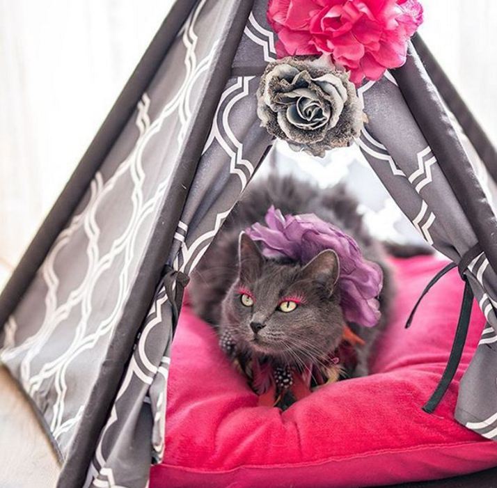 Pitzush © 2016 brilio.net Pitzush © 2016 brilio.net