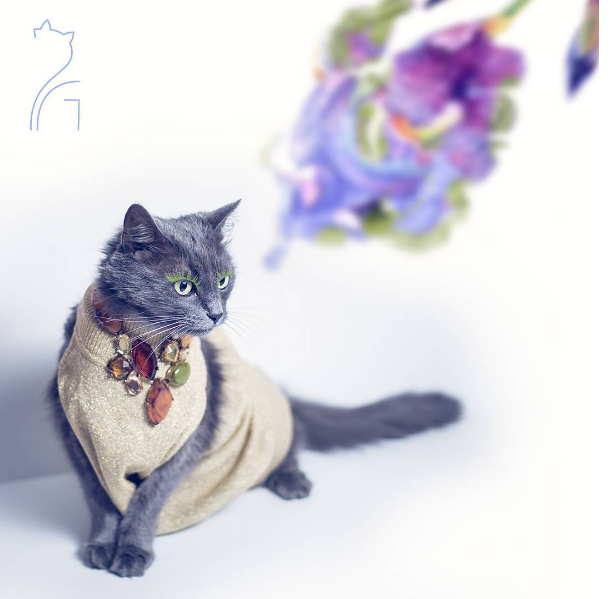 Pitzush © 2016 brilio.net Pitzush © 2016 brilio.net