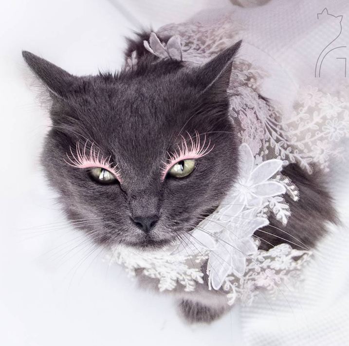 Pitzush © 2016 brilio.net Pitzush © 2016 brilio.net