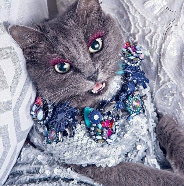 Pitzush © 2016 brilio.net Pitzush © 2016 brilio.net