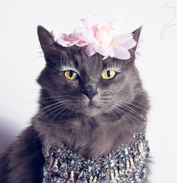 Pitzush © 2016 brilio.net Pitzush © 2016 brilio.net