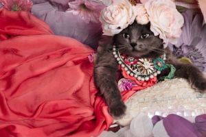 Ini Pitzush, si kucing sosialita yang hits di Instagram!