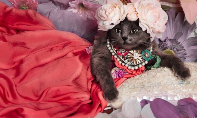 Ini Pitzush, si kucing sosialita yang hits di Instagram!
