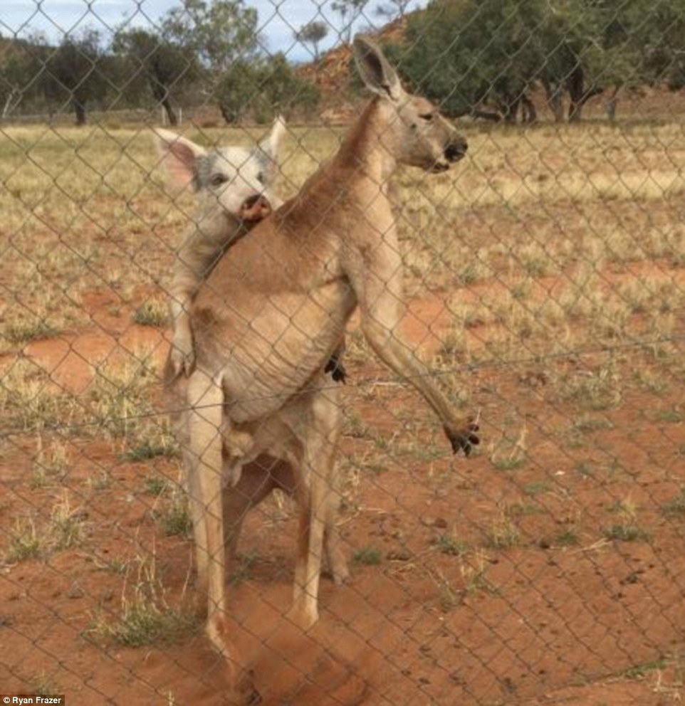 Kanguru dan babi ini sudah setahun berhubungan intim, kok bisa ya?