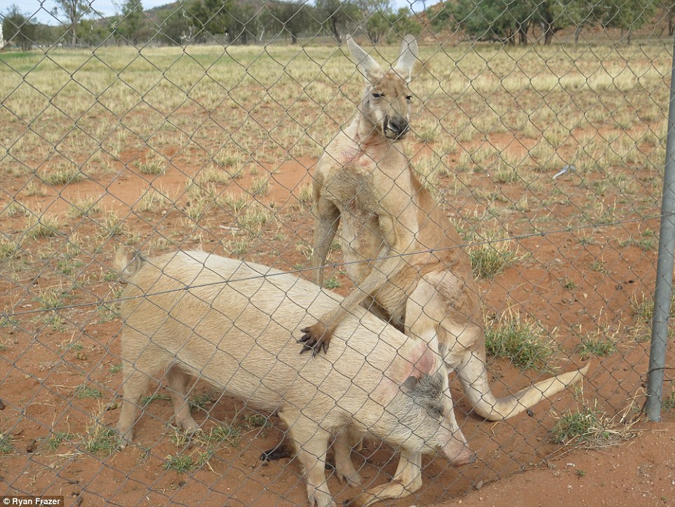 Kanguru dan babi ini sudah setahun berhubungan intim, kok bisa ya?