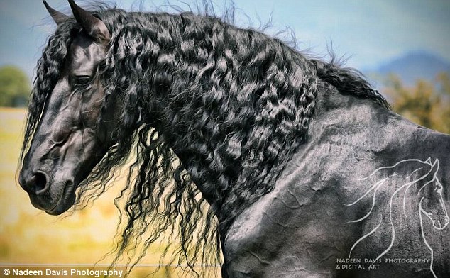 Kuda berambut keriting ini diklaim lebih ganteng dari kuda Frederick