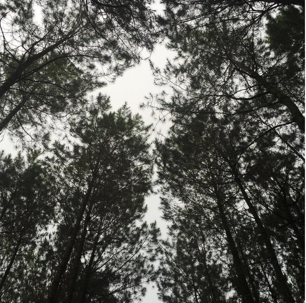 top selfie Pinusan © 2016 brilio.net top selfie Pinusan © 2016 brilio.net