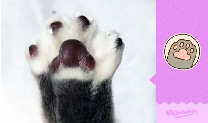 kucing mirip stiker fb © 2016 brilio.net kucing mirip stiker fb © 2016 brilio.net