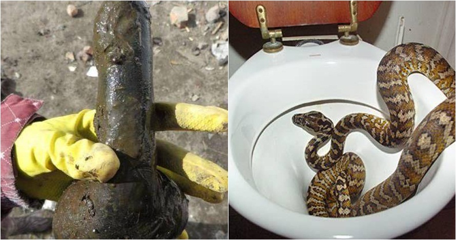 10 Benda aneh yang ditemukan di toilet ini bikin melongo 