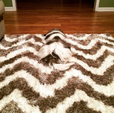 kejadian unik © 2016 brilio.net