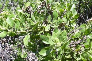 Sudah langka, daun beluntas ternyata mampu cegah kerusakan hati