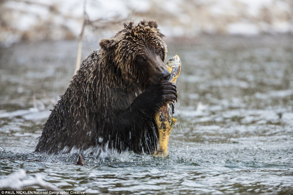 8 Foto ini buktikan kalau beruang adalah predator yang tangguh