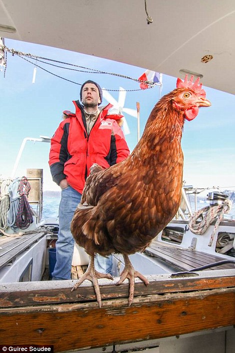 Traveller ini keliling dunia dengan ayam betinanya, antimainstream!