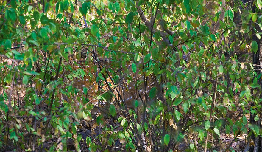 art wolfe © 2016 brilio.net