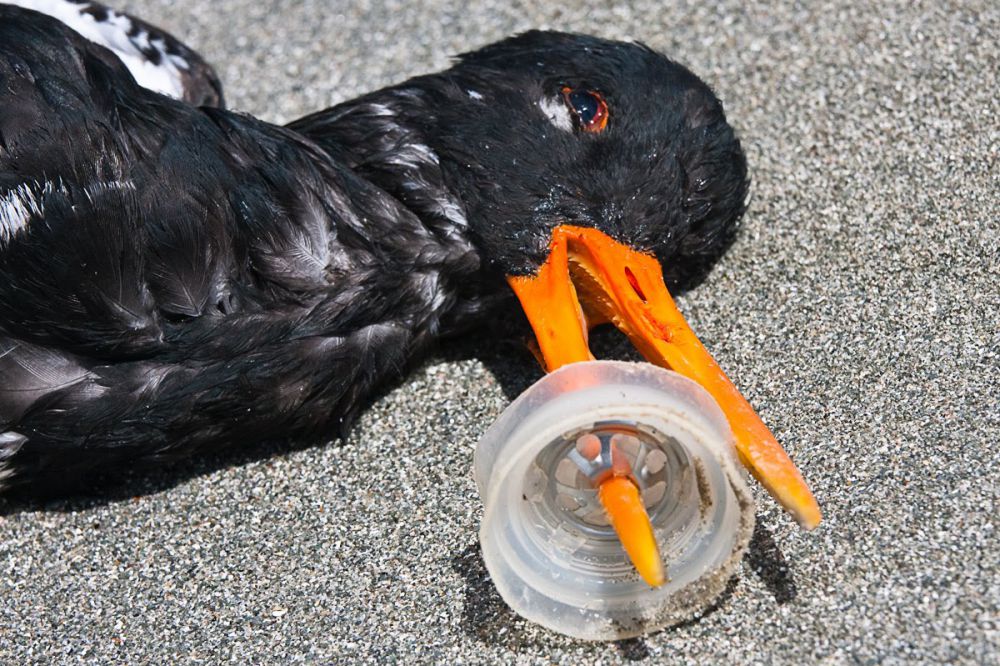 20 Foto hewan tersiksa ini ingatkan kita agar jangan asal buang sampah