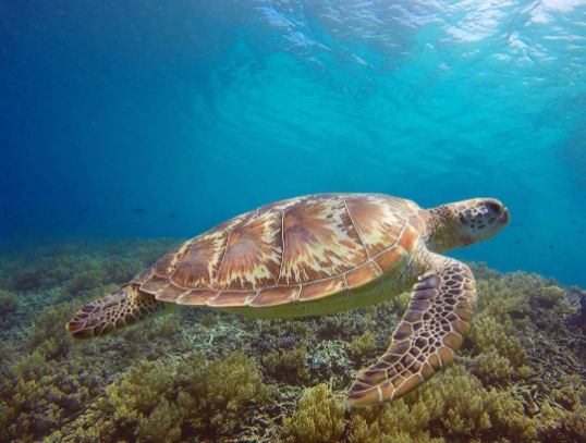 birunya pantai di lombok 1-16 © 2016 brilio.net