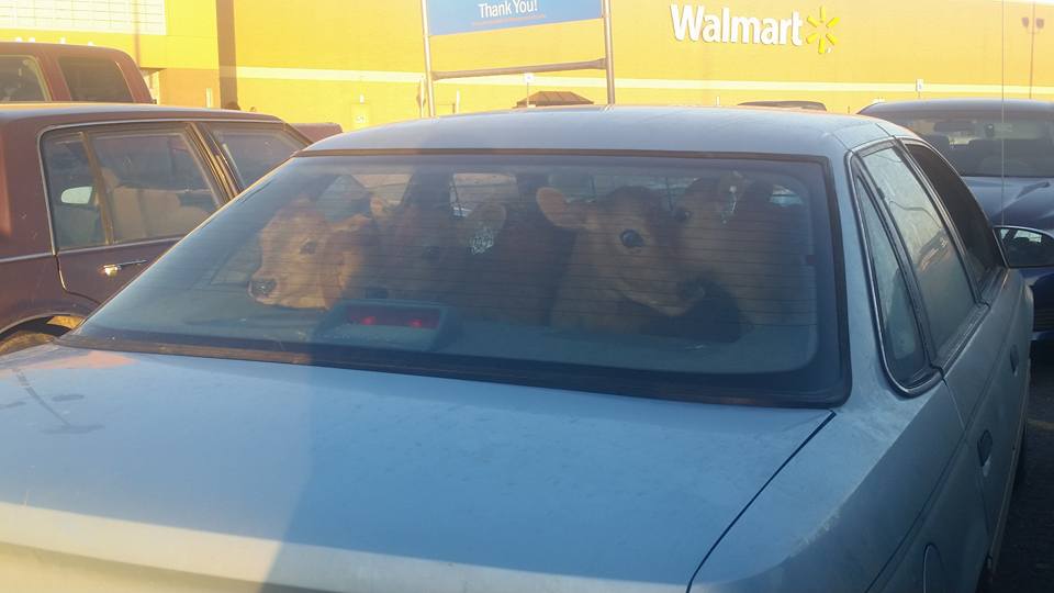 20 Foto unik dan bikin bingung © 2016 brilio.net