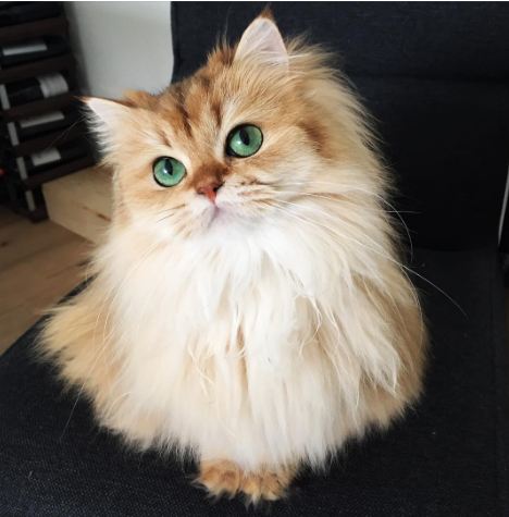 Kamu harus tahu Smoothie, si kucing paling fotogenik di dunia!