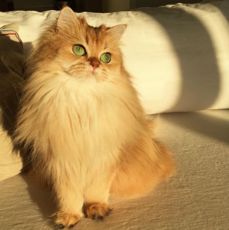 Kamu harus tahu Smoothie, si kucing paling fotogenik di dunia!