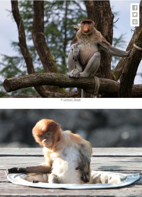 13 Hewan Ini Imut Pas Masih Bayi Beda Banget Kalau Sudah Dewasa