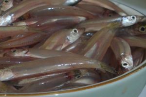 Ini manfaat besar ikan teri, atasi nyeri haid hingga sehatkan jantung