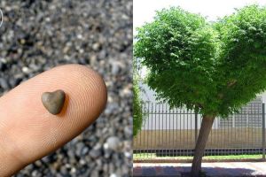 13 Foto ini tunjukkan bahwa 'cinta' bisa selalu ada di mana saja, aw!