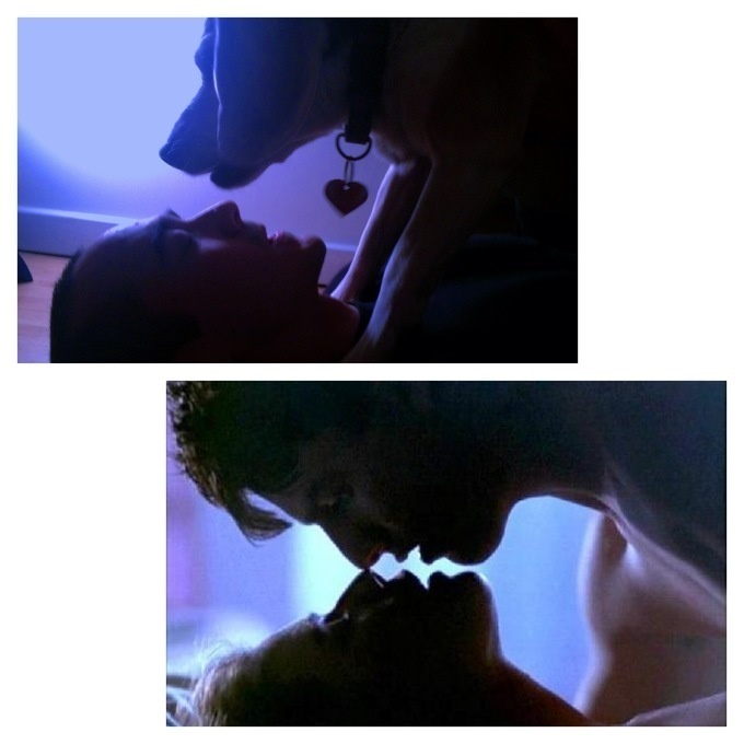 Anjing tirukan film © 2016 brilio.net / reddit