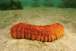 3 Hewan ini bernapas pakai bokong, apa saja ya? 