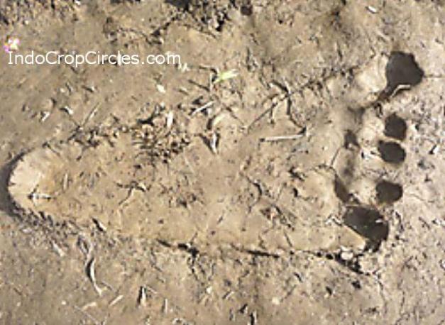 jejak raksasa  © 2016 brilio.net