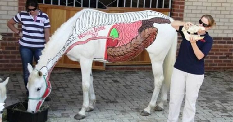 9 Hewan Ini Tubuhnya Dijadikan Karya Seni Ada Yang Ditato