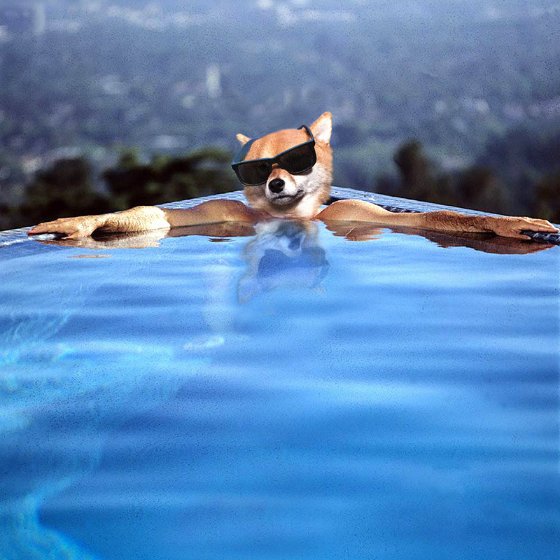 anjing ini diedit jadi tokoh populer dunia © 2016 brilio.net