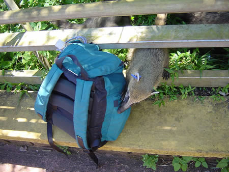 hewan nyuri © 2016 brilio.net