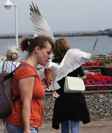 hewan nyuri © 2016 brilio.net