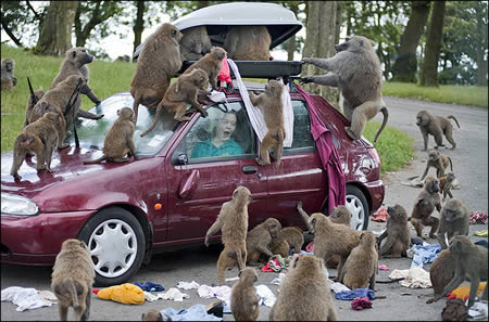 hewan nyuri © 2016 brilio.net