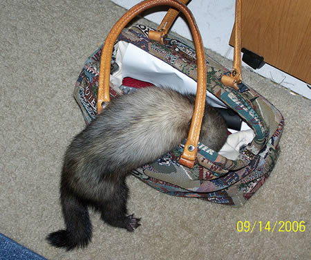 hewan nyuri © 2016 brilio.net