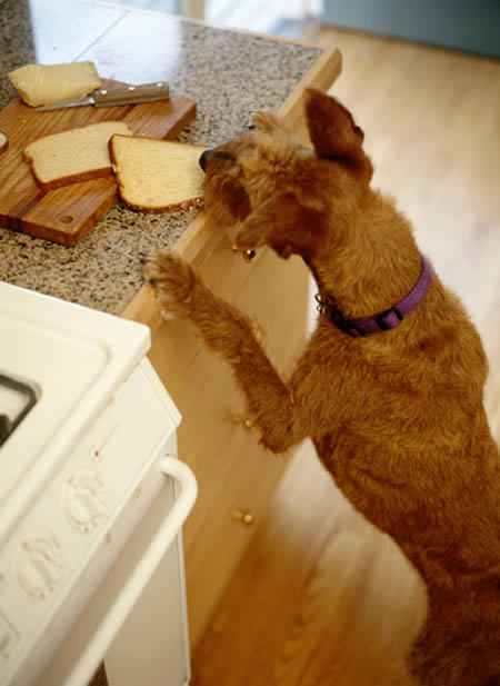 hewan nyuri © 2016 brilio.net