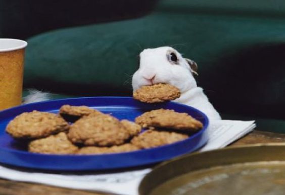 hewan nyuri © 2016 brilio.net