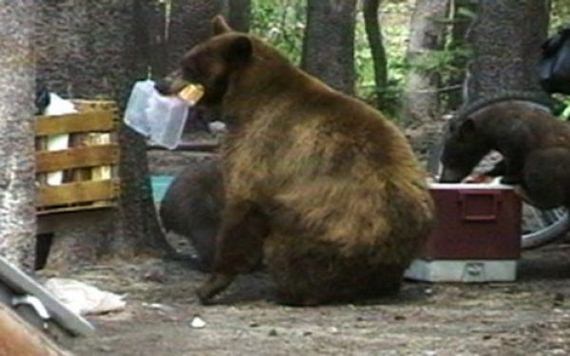 hewan nyuri © 2016 brilio.net