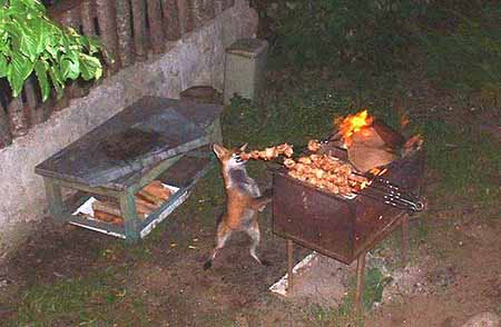 hewan nyuri © 2016 brilio.net