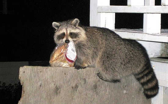 hewan nyuri © 2016 brilio.net