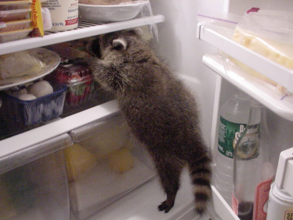 hewan nyuri © 2016 brilio.net