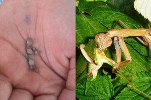 7 Hewan ini ternyata sering dijadikan mainan anak kecil