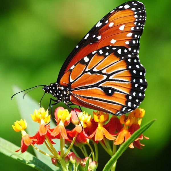 hewan jadul  © 2016 brilio.net