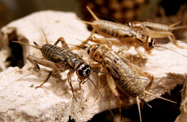  hewan jadul  © 2016 brilio.net