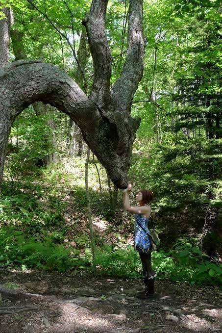 pohon kok bisa ya © 2016 brilio.net